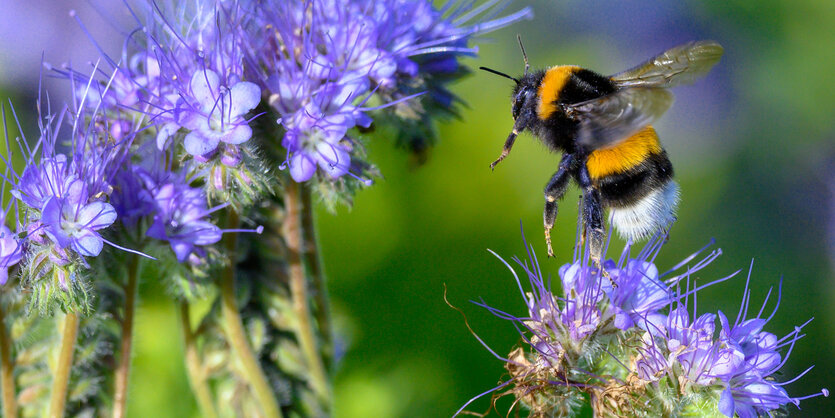 EIne Hummel fliegt vor einer lilafarbenen Blume