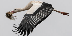 Ein Storch fliegt durch die Luft in Nahaufnahme