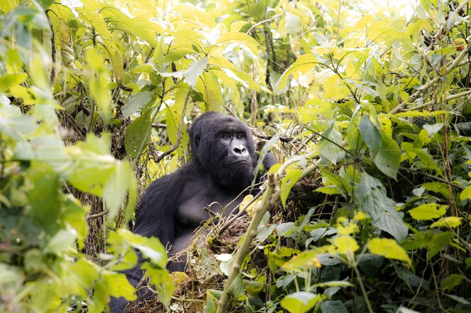 Ein Gorilla zwischen Blattwerk