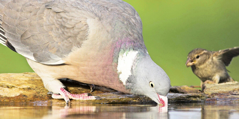 Ein Taube und ein Spatz an einer Pfütze.