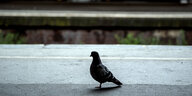 Eine Taube steht auf Asphalt am Bahngleis, trübes Licht