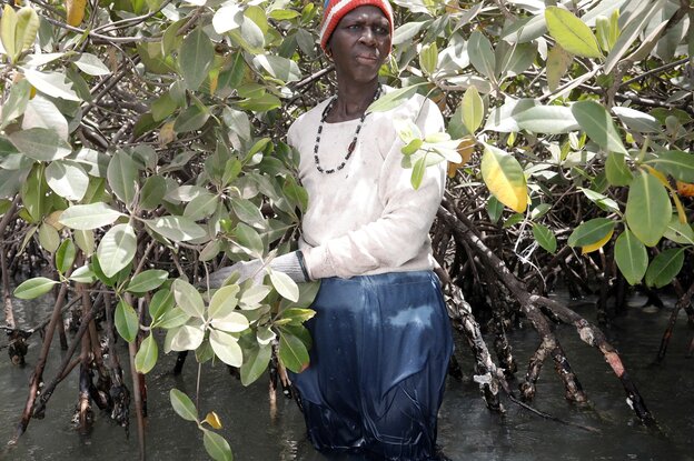Eine Frau mit Mütze und Arbeitshose steht zwischen Mangroven im Wasser
