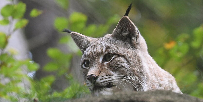 ein Luchs im Wald