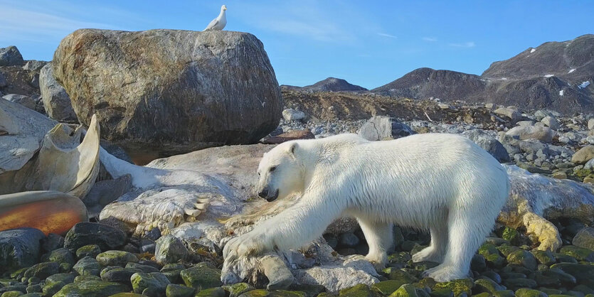 Ein Eisbär macht sich an einem Wlakadaver zu schaffen