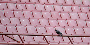 Ein Vogel sitzt vor den leeren Stuhlreihen im Mailänder Fussballstadion