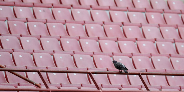 Ein Vogel sitzt vor den leeren Stuhlreihen im Mailänder Fussballstadion