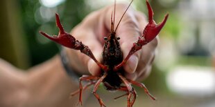 Eine Hand hält einen roten Krebs, der direkt in die Kamera guckt