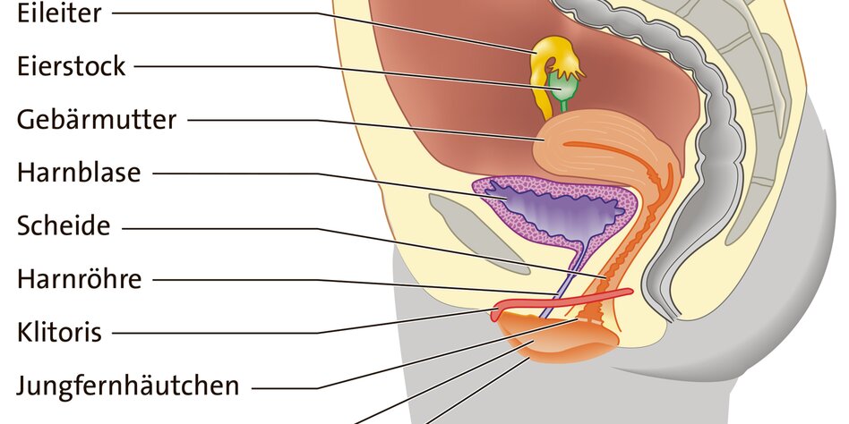 Vagina knubbel in Was ist