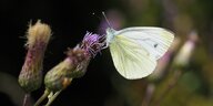 Ein Schmetterling, ein Kohlweißling, sitzt auf der Blüte einer Distel