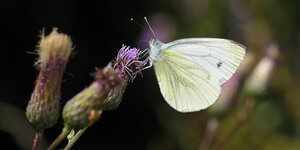 Ein Schmetterling, ein Kohlweißling, sitzt auf der Blüte einer Distel