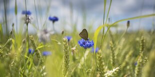 Kornblumen in einem Kornfeld und ein Falter