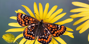 Schmetterling auf einer Blume.