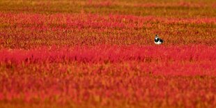 Ein Kiebitz sitzt auf einem Feld.