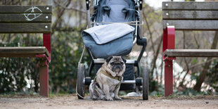 Ein Mops vor einem leeren Kinderwagen