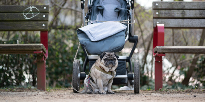 Ein Mops vor einem leeren Kinderwagen