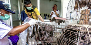 Käfige mit Fledermäusen werden von Männern mit Mundschutz inspiziert