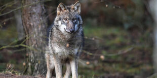 Eim wolf steht in einem Gehege und schaut in die Kamera