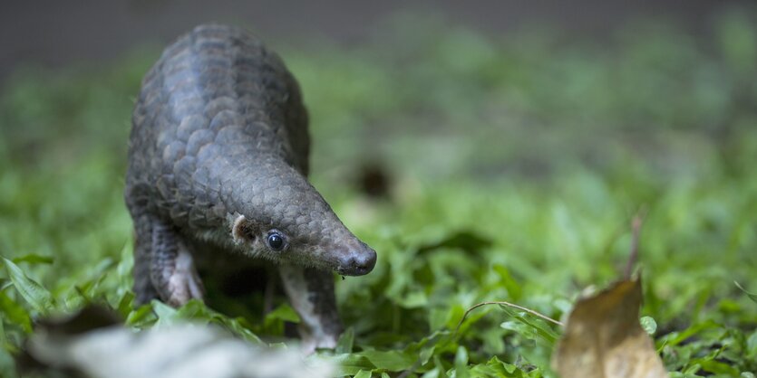 Ein kleines Gürteltier, genauer ein Pangolin, auf einer grünen Wiese