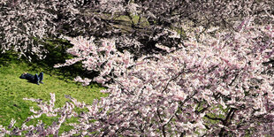 Kirschblüten nd ein Mann liegt auf einer grünen Wiese