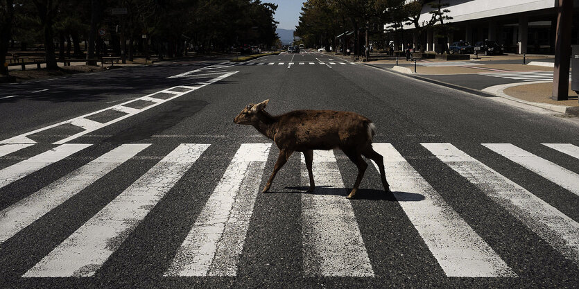 Hirsch auf einem Zebrastreifen