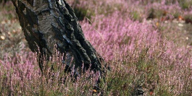 Ein dunkler Baumstamm auf einer blühenden Heide Ein dunkler Baumstamm auf einer blühenden Heide