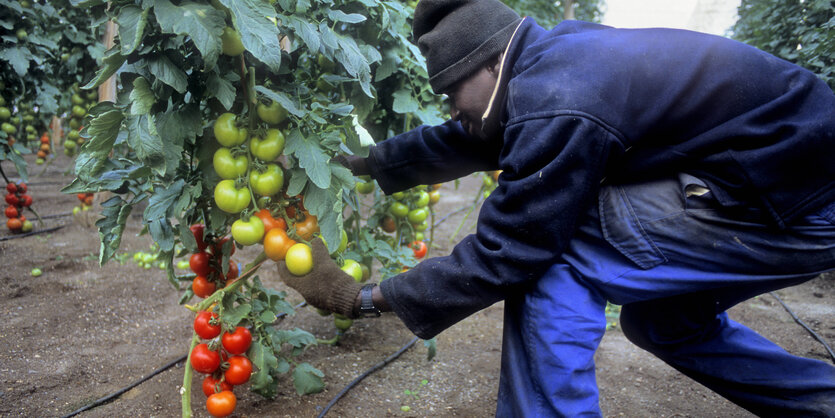 Erntehlefer in einem Gewächshaus bei der Tomatenernte.