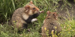 Zwei hamster auf einer Wiese