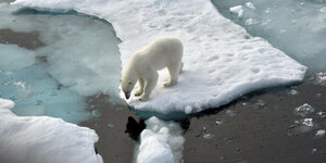 Ein Eisbär steht im Nordpolarmeer auf eine Eisscholle