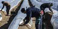 Saisonarbeiter stechen auf einem Feld unweit von Kremmen (Brandenburg) den ersten Spargel