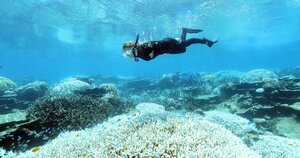 Eine Taucherin schnorchelt über ausgebleichten korallen