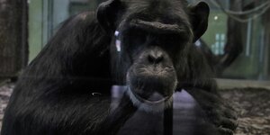 Ein Schimpanse sitzt an einer Scheibe