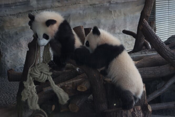 Zwei Pandababys spielen im Gehege