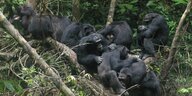 Schimpansen-Weibchen Bally liegt in einem Gehege des Krefelder Zoos.