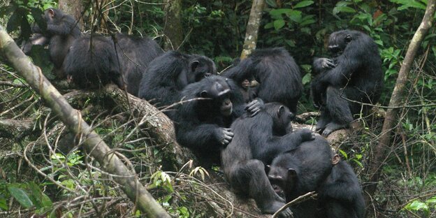 Schimpansen-Weibchen Bally liegt in einem Gehege des Krefelder Zoos.