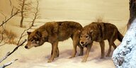 Ausgestopfte Wölfe in einem Naturkundemuseum.
