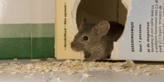 Haferflockepackung, aus der eine Maus schaut.