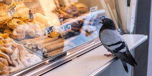 Eine Taube sitzt vor einem Schaufenster einer Bäckerei.