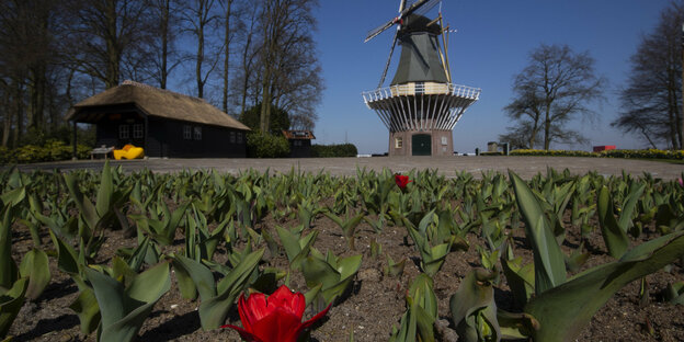 Tulpen blühen vor einer Windmühle