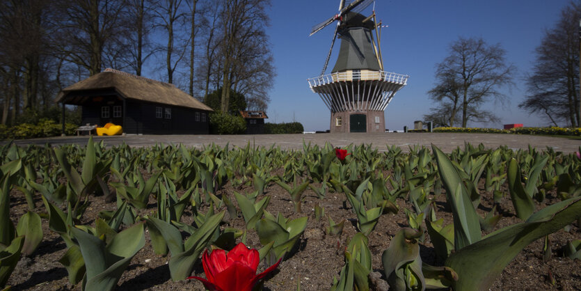 Tulpen blühen vor einer Windmühle