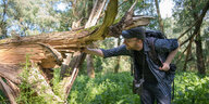 Ein Mann mit Käppi und Trekkinghosen untersucht einen abgeknickten Baum.