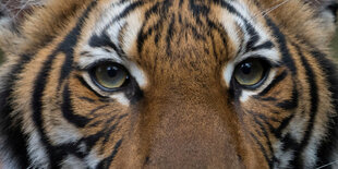 Portrait eines Tigers