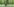 blühender Bährlauch in einem grünen Laubwald