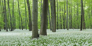 blühender Bährlauch in einem grünen Laubwald