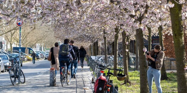 Blühende Kirschbäume an einer Straße, darunter Spaziergänger, Radfahrer, Fotografierende, parkende Autos.