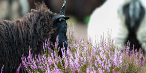 Zwei Heideschnucken in der lila blühenden Heidelandschaft.