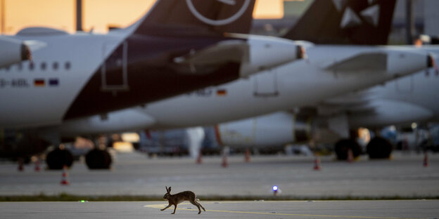 Ein Hase hüpft über den Flughafen
