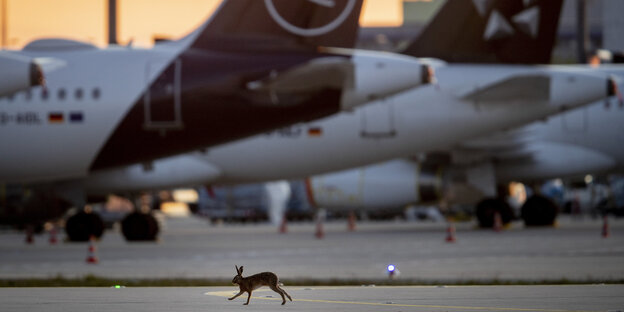Ein Hase hüpft über den Flughafen Ein Hase hüpft über den Flughafen