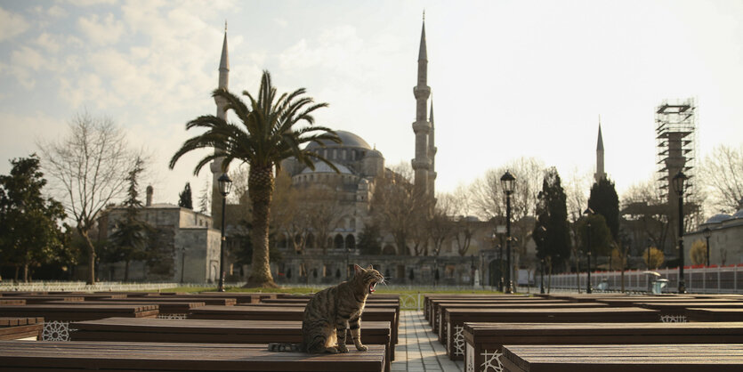 Eine Katze sitzt im menschenleeren Garten vor der Blauen Moschee