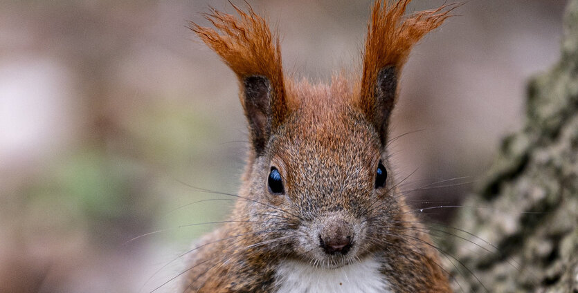 ein Eichhörnchen