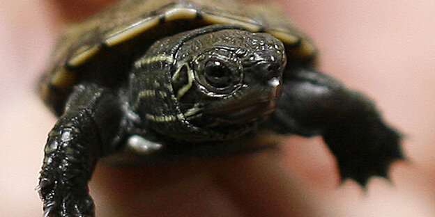Eine Babyschildkröte zwischen zwei Fingern